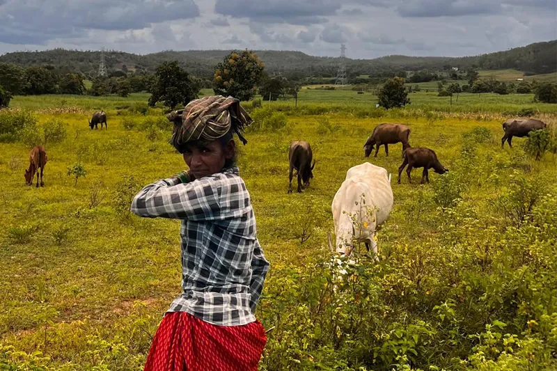 A local cattle owner walking with grazing cows in the fields near Kulavalli