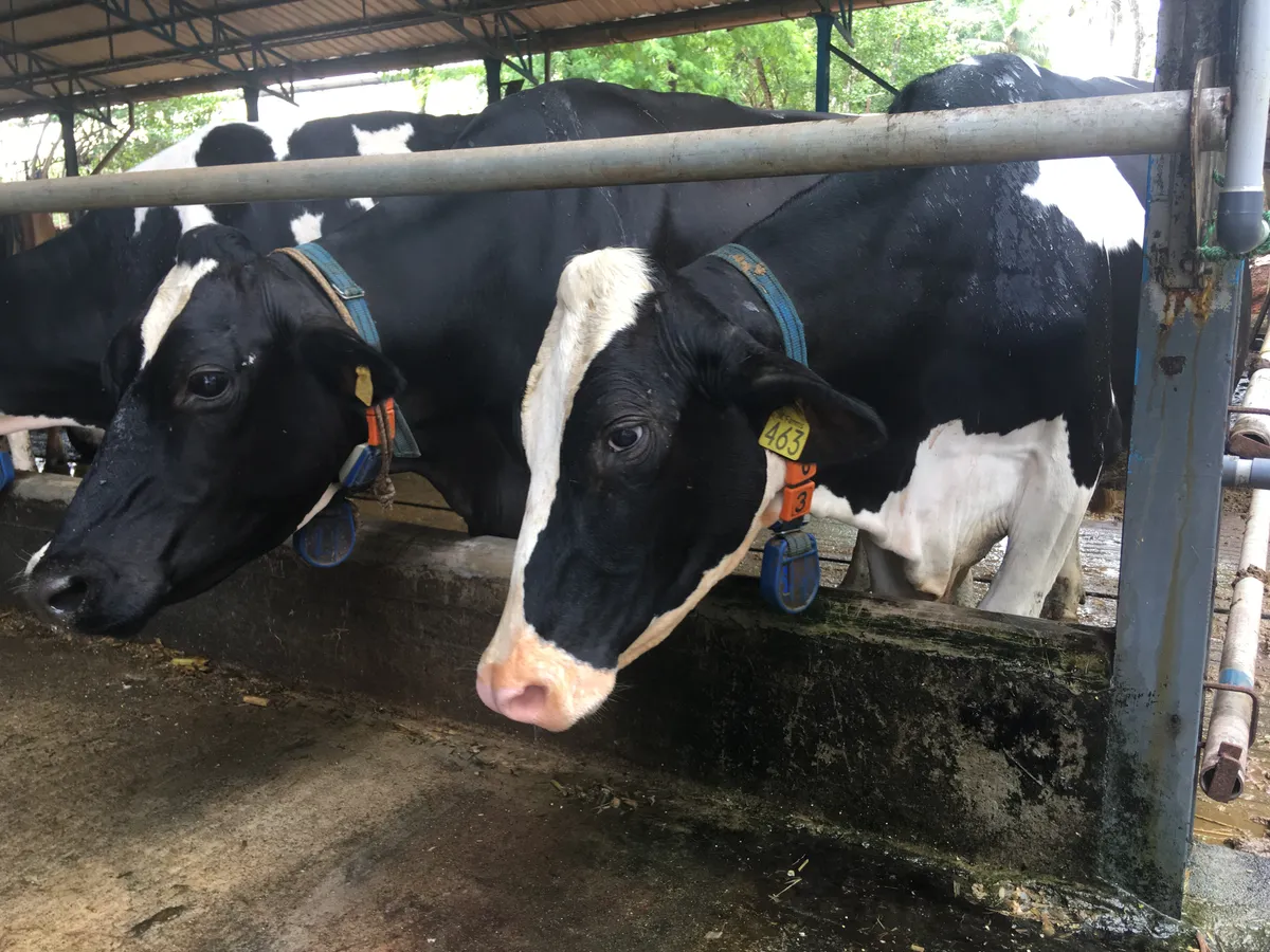 Dairy cows feeding at the rail under a shaded shed