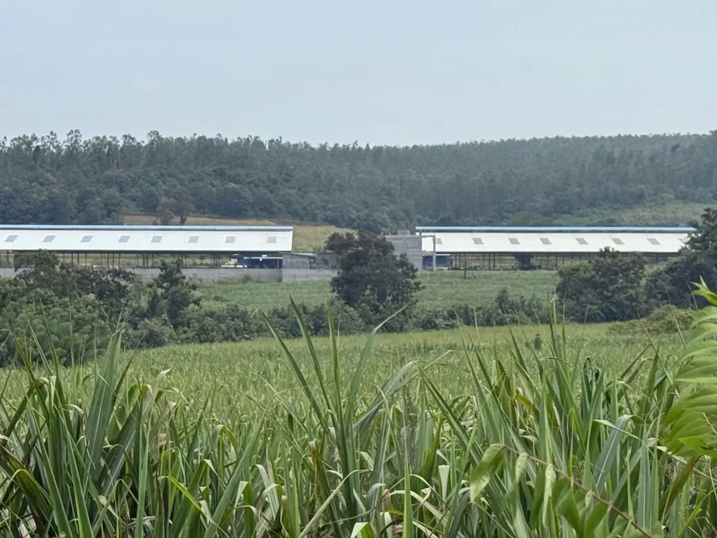The completed sheds and milking parlour at Kulavalli, seen across the maize fields
